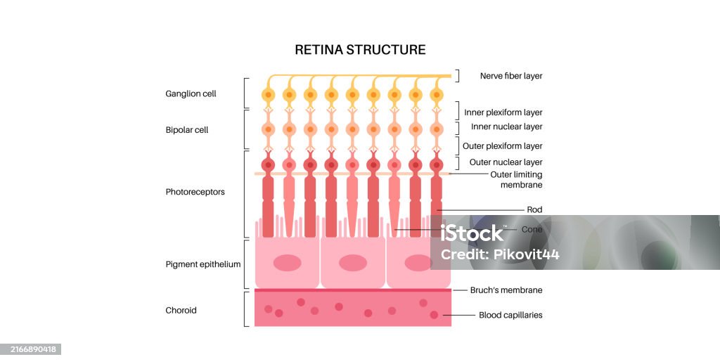 Retina Rods Retina Structure Poster Stock Illustration - Download Image Now ...