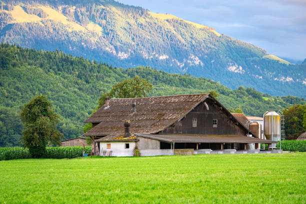 A big farm behind a bunch of trees and agriculture fields,shot from a public place.