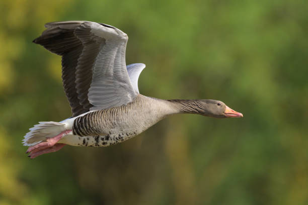 istock A Greylag Goose flying in front of green trees 2166891421