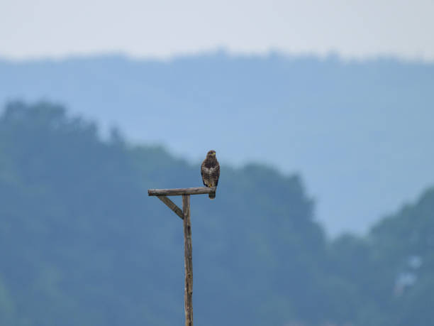 istock A Common Buzzard sitting on a wooden pole 2166891452