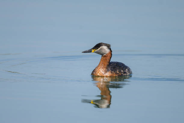 istock A Red Necked Grebe swimming on a lake 2166891483