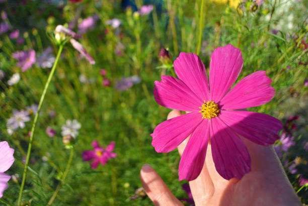istock Pink flower on a green background, natural background. 2166892242