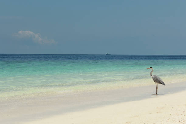 A serene beach with clear waters and a heron walking along the soft sand