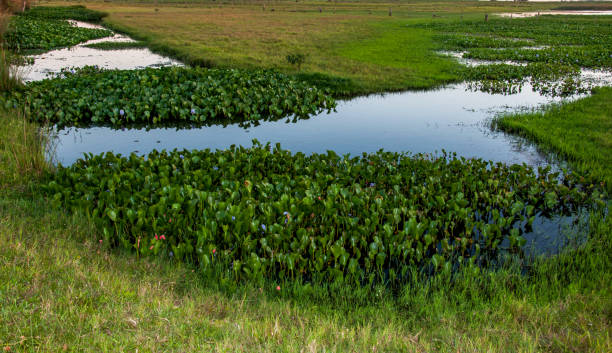 istock water hyacinth in a pond 2166893742