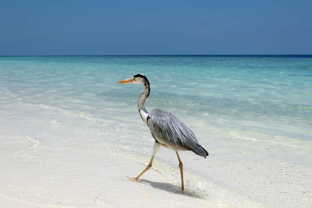 istock A heron walks along a serene tropical beach 2166893769