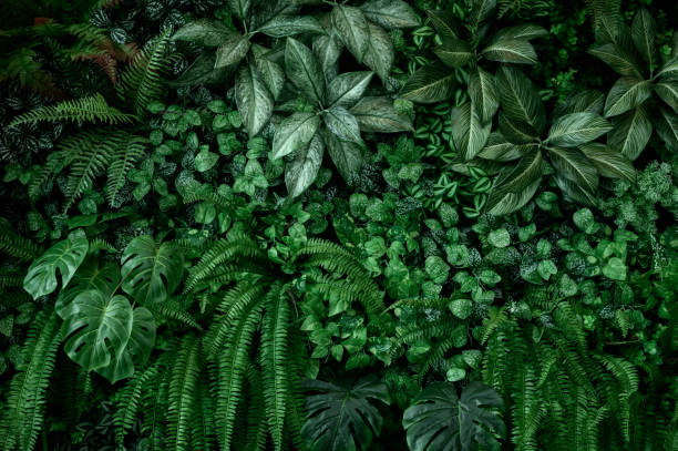 istock Nature leaves, green tropical forest, backgound concept 2166894487