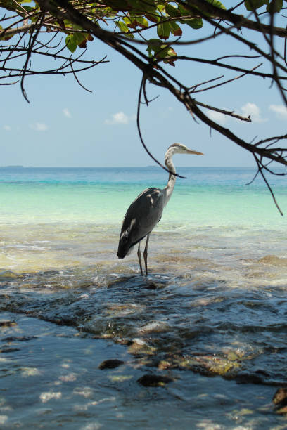 istock A Graceful Heron Stands at Tranquil Shoreline and Clear Waters 2166895101