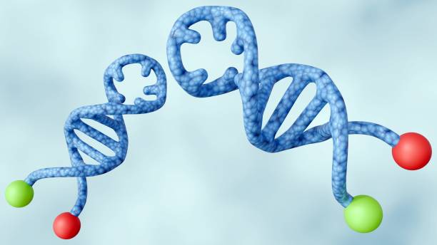 istock 3d rendering of molecular beacons in hairpin shape 2166895147