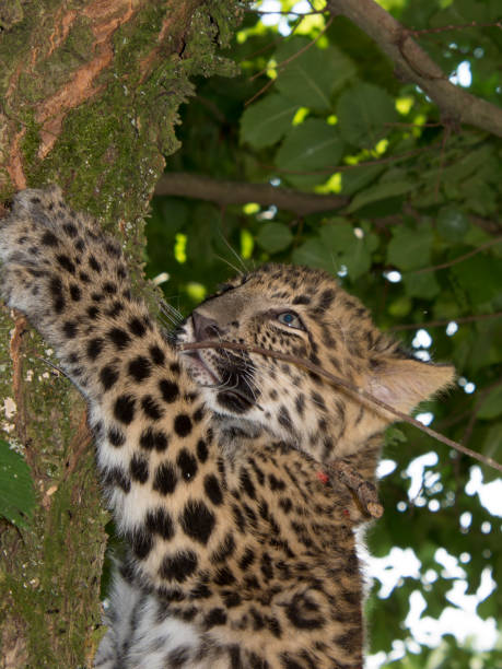 istock North Chinese leopard baby in a zoo 2166898200