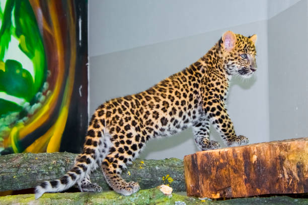The leopard tiger is cute and speed wildanimal in zoology.