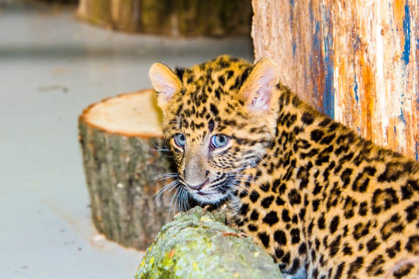 North Chinese leopard cub, its scientific name is Panthera pardus japonensis