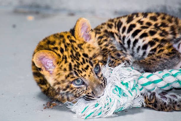 Leopard in captivity at Emirates Park Zoo, United Arab Emirates