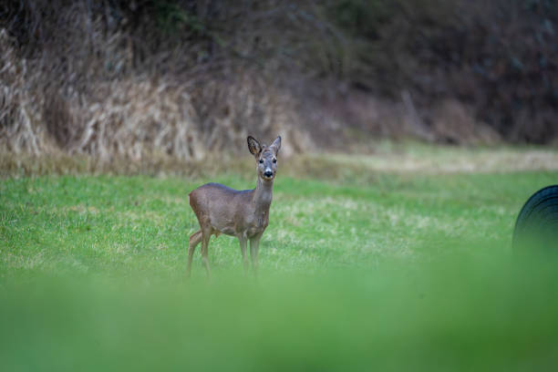 A group of deer stands alert in an open field, blending harmoniously into their natural surroundings. The soft light highlights their graceful bodies, emphasizing the beauty of wildlife in its purest form. This stunning shot captures the elegance and tranquility of deer in their natural habitat.