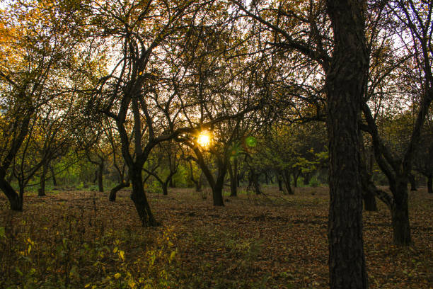 The bright sun is shining beautifully through the branches of the tall trees in a serene forest, casting lovely shadows on the ground