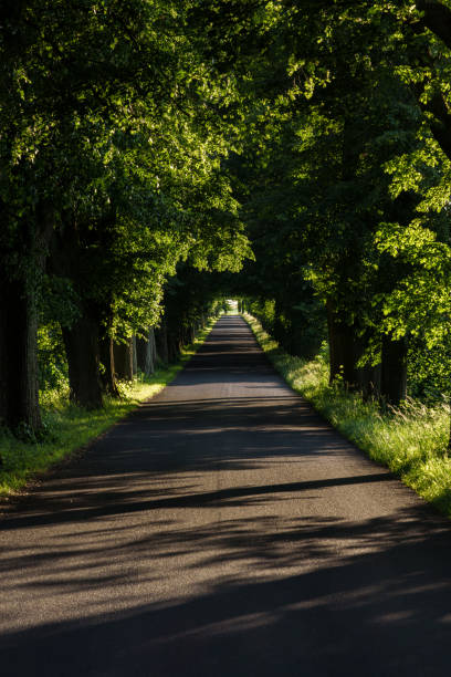istock A serene treelined pathway surrounded by vibrant greenery, inviting exploration and relaxation 2166900063