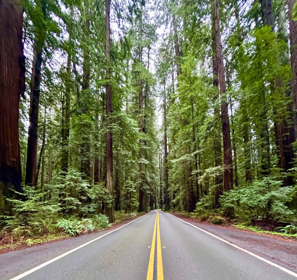 Empty Road Among Giant Redwood Trees