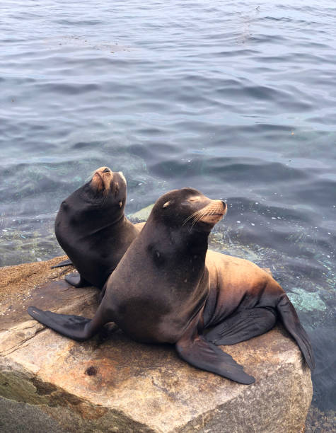 istock Sea lions Sun bathing 2166903350