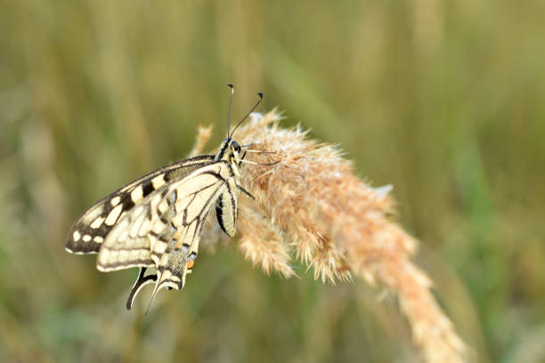 A swallowtail butterfly, spreading its wings, sits on dry grass, side view.