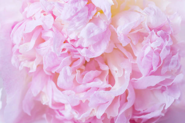 Beautiful aromatic fresh blossoming tender pink peonies texture, close up view. Romantic wedding background