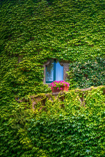 Charming Window Surrounded by Ivy-Covered Wall and Flowers