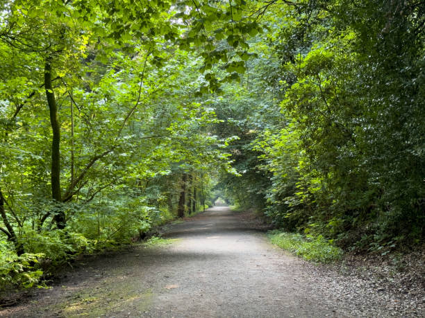 istock empty mystical road in the park 2166907435