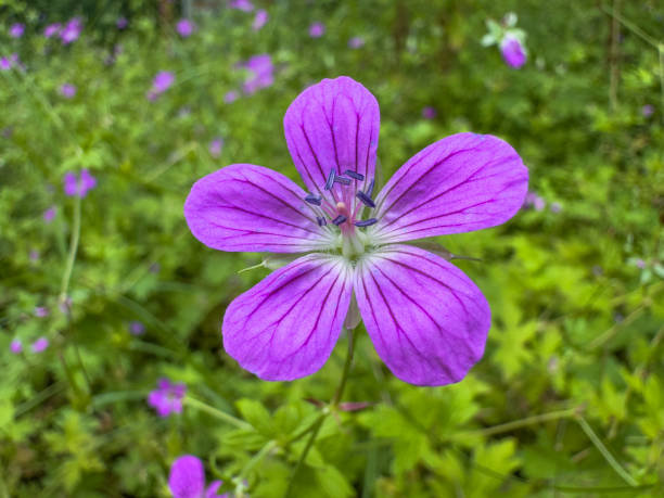 istock macro photo of marsh geranium in the park 2166907453