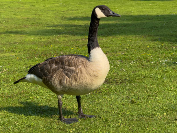 istock big goose on a green meadow 2166907501