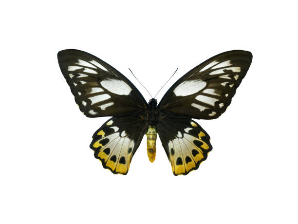 istock butterfly Ornithoptera priamus isolated on white background 2166907691