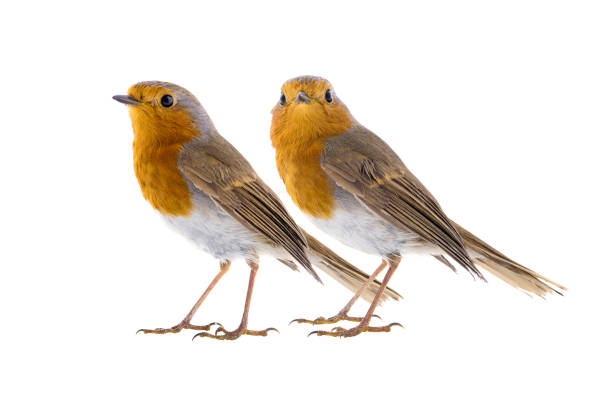 istock two european robin isolated on a white background 2166907711