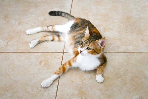 istock Calico cat sitting on the floor. 2166908130