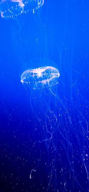 120+ Crystal Jellyfish Stock Photos, Pictures & Royalty-Free