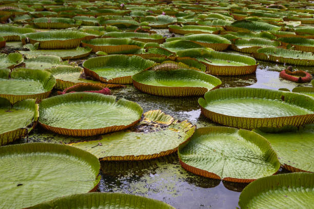 istock Giant Waterlilies in Mauritius 2166908935
