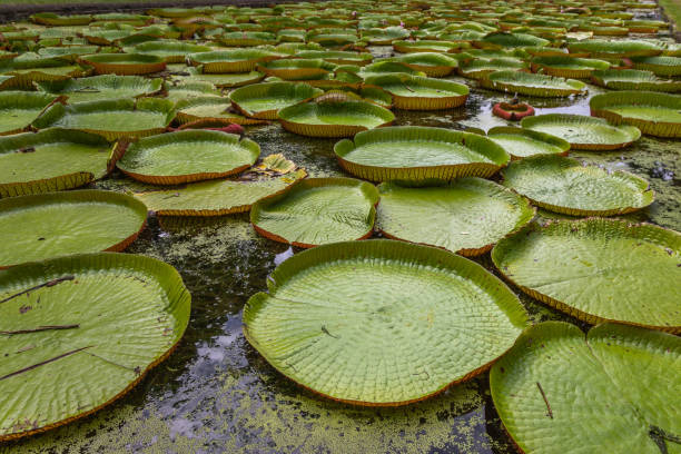 istock Giant Waterlilies in Mauritius 2166908937