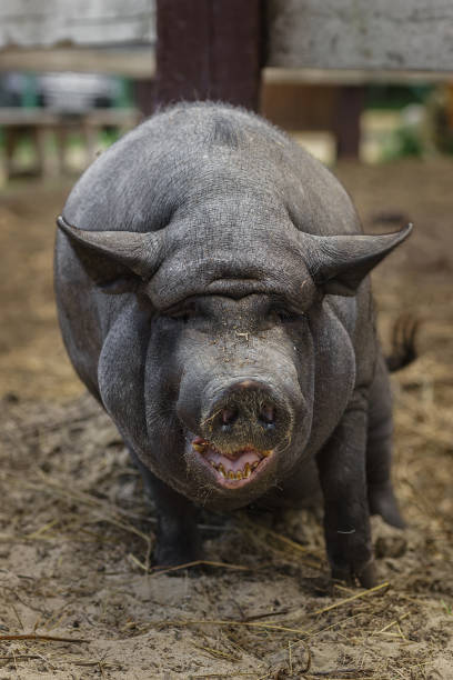 istock Black pig on green grass.. 2166909128