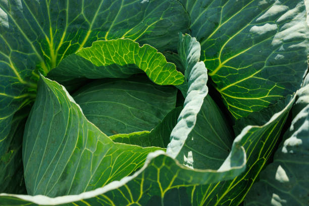 istock Fresh Green Cabbage Leaves Close-Up 2166909734