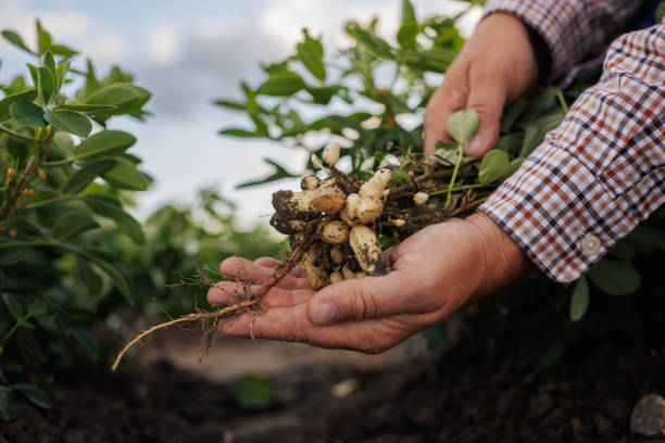 farmer's hands holding freshly picked peanuts in a field