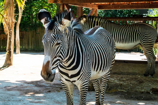 istock Zebra in the zoo, Thailand. 2166910819