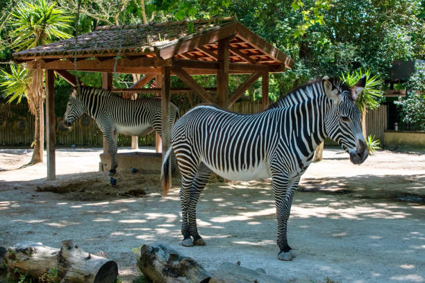 istock Zebra in the zoo, Thailand. 2166910865
