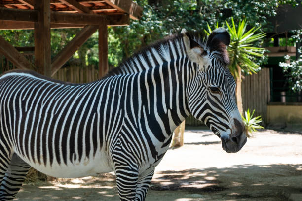 istock Zebra in the zoo, Thailand. 2166910866
