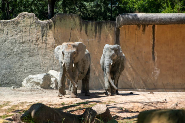 istock Elephant in the zoo. African elephant 2166910961