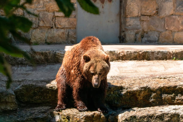 istock Brown bear (Ursus arctos) in the zoo 2166910997