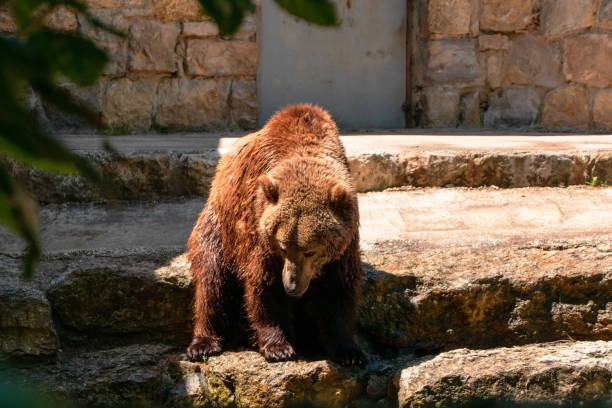 istock Brown bear (Ursus arctos) in the park 2166911022