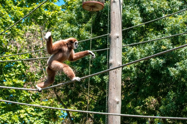 istock White Cheeked Gibbon (Hylobates lar) climbing on a rope 2166911154