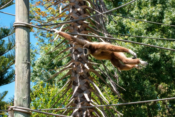 istock Gibbon hanging on a tree branch in a park in Australia 2166911172