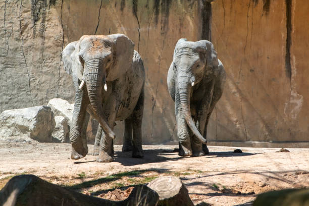 close-up of a pink Asian elephant