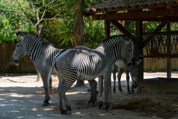 istock Three zebras standing in the aviary of a zoo. 2166911301