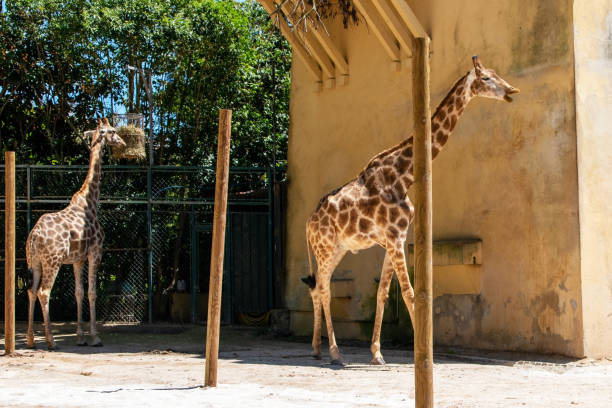 istock Two giraffes in the zoo 2166911308