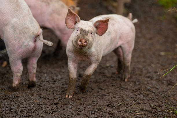 istock Piglets waiting for food at a pen.. 2166911507