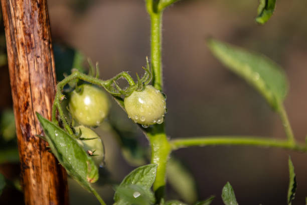 Raw tomatoes is growing in garden.