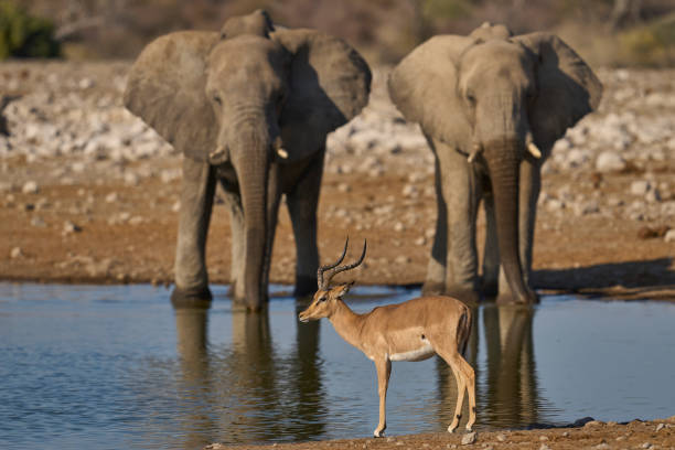 Male Black-faced Impala (Aepyceros melampus petersi) at a waterhole in Etosha National Park, Namibia. Elephants drinking in the background